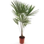 Winterharde palmboom | Trachycarpus fort. Frosty | (-17°C), Tuin en Terras, Planten | Bomen, In pot, Halfschaduw, Zomer, Ophalen