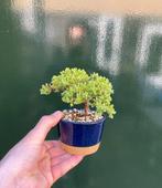 Jeneverbes bonsai (Juniperus) - Hoogte (boom): 8 cm - Diepte, Antiek en Kunst, Curiosa en Brocante