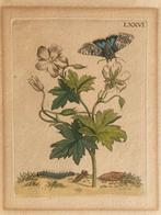 Maria Sibylla Merian (1647-1717) - Plate LXXVI Geranie /