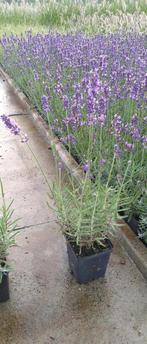 Lavendel Munstead, Zomer, Vaste plant, Ophalen of Verzenden, Overige soorten