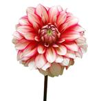 Bloembollen - 14 x Dahlia Larrys Love - rood met wit, Verzenden, Voorjaar, Volle zon, Bloembol