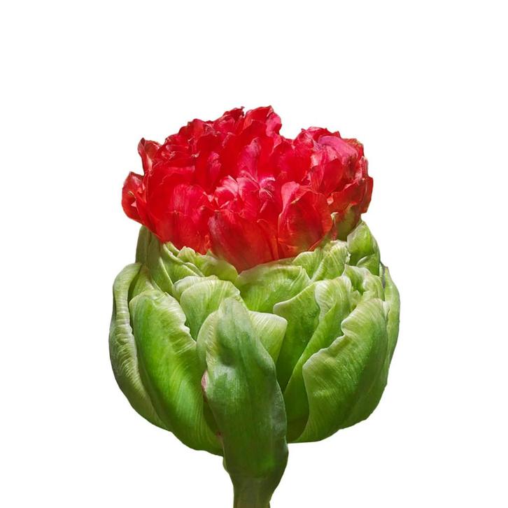 Bloembollen - 40 x Tulp Bulls Eye - rood, Tuin en Terras, Bloembollen en Zaden, Bloembol, Voorjaar, Volle zon, Verzenden