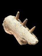 Spinosaurus - Gefossiliseerde kaak, Verzamelen, Mineralen en Fossielen