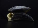 Black-casqued Hornbill Schedel - Ceratogymna atrata - 0 cm -, Verzamelen, Dierenverzamelingen, Nieuw