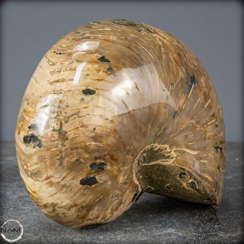 Natuurlijke Nautilus Fossiel - Breedte: 12.5 cm- 3122.14 g, Verzamelen, Dierenverzamelingen