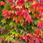 Parthenocissus tricuspidata Veitchii - 60-80 cm, Tuin en Terras, Ophalen of Verzenden