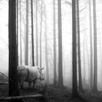 Frank Machalowski - tierwald #44