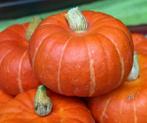 Marmito F1 Kabocha Buttercup 1000 zaden, Hobby en Vrije tijd, Knutselen, Ophalen of Verzenden, Nieuw
