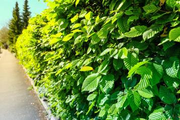 Carpinus betulus / Groene Haagbeuk / Beuk bladverliezend / beschikbaar voor biedingen