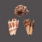 Kaiserkrone - PERFEKT - top donkere patroon Taxidermie, Nieuw