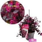Loropetalum chinense Ever Red + pot 19cm, Tuin en Terras, Verzenden
