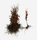 Beukenhaag - Rode beuk - Fagus Atropunicea 60 t/m 200cm, Tuin en Terras, Planten | Struiken en Hagen, Ophalen of Verzenden