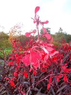 Lobelia fulgens 'Queen Victoria' , rode lobelia.  P9, Halfschaduw, Vaste plant, Herfst, Ophalen of Verzenden