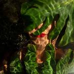 Carla Sutera Sardo - AQVA JUNGLE