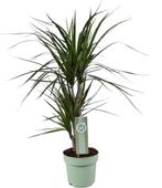 Dracaena Marginata - Ø17cm - 70cm, Verzenden