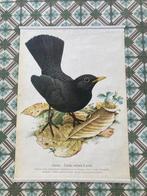 Murr - Amsel - jaren 1950