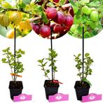 Ribes uva-crispa Hinnonmaki + pot 9cm 3 pcs, Verzenden, Volle zon