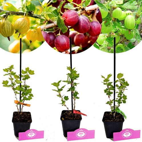 Ribes uva-crispa Hinnonmaki + pot 9cm 3 pcs, Tuin en Terras, Planten | Fruitbomen, Volle zon, Verzenden