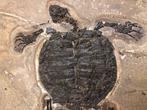 Schildpad - Fossiele plaatmatrix - Manchurochelys( BIG!) -, Verzamelen, Mineralen en Fossielen