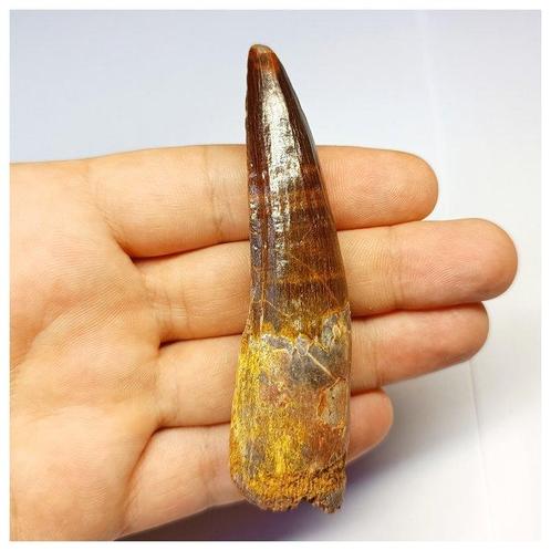 Rode dinosaurustand - Krijt KemKem-bedden - Fossiele tand -, Verzamelen, Mineralen en Fossielen