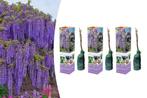 Set van 3 Wisteria blauweregen-planten (20 - 30 cm)