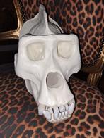 Oostelijke gorilla - replica schedel Schedel - G. beringei -, Antiek en Kunst