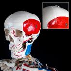 Menselijke anatomie skelet spier/botten-markering + nummerin