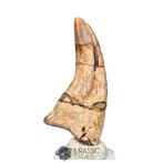 Verbazingwekkende Megalosauride Theropode