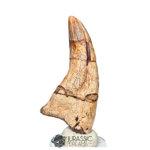 Verbazingwekkende Megalosauride Theropode, Verzamelen, Mineralen en Fossielen