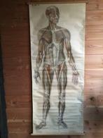 G.B van Goor - Oude anatomische schoolplaat van de mens “