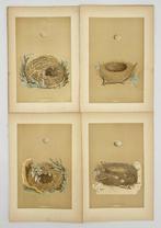 Francis Orpen Morris (1810–1893) - Set of 4 Prints – Nests, Antiek en Kunst