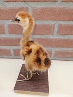 Jonge kroonkraanvogel Taxidermie volledige montage -, Nieuw