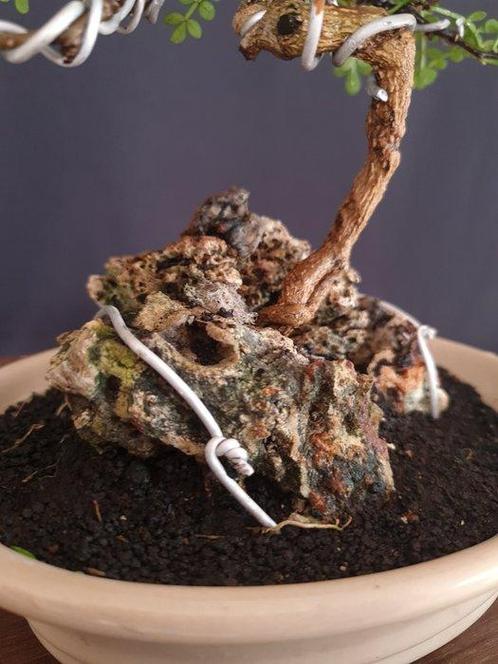 Carmona – Geen veilingprijs - Hoogte (boom): 15 cm - Diepte, Antiek en Kunst, Curiosa en Brocante