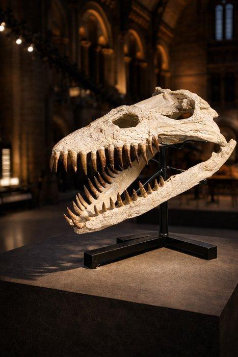 Spectaculair Elasmosauro van 54 cm! - Fossiele schedel -, Verzamelen, Mineralen en Fossielen