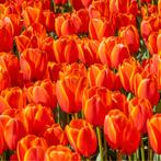 20x Tulpenbollen Dafeng – Oranje Tulp, Verzenden
