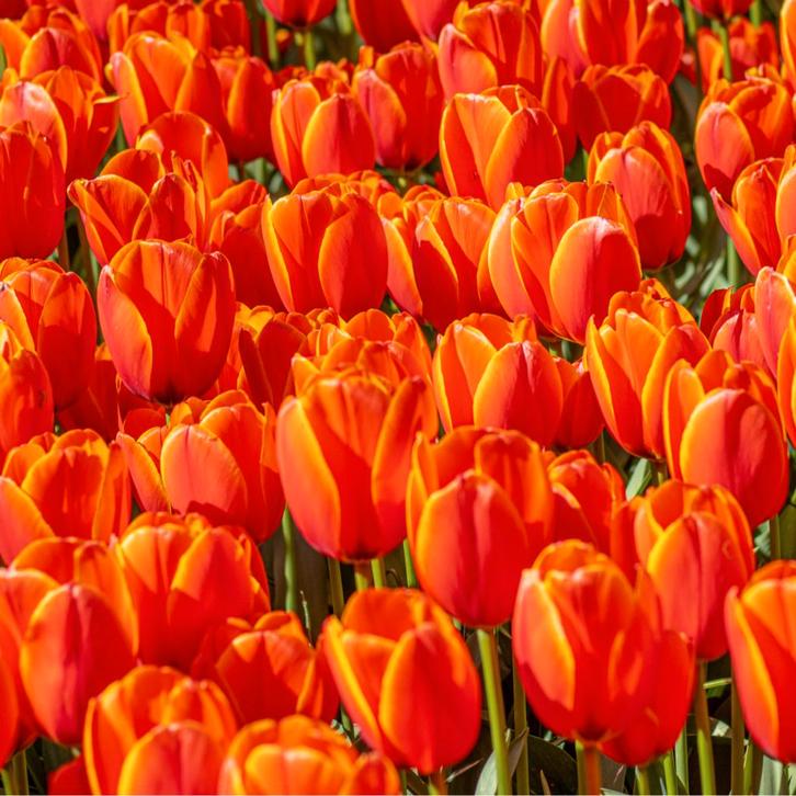 20x Tulpenbollen Dafeng – Oranje Tulp, Tuin en Terras, Bloembollen en Zaden, Verzenden