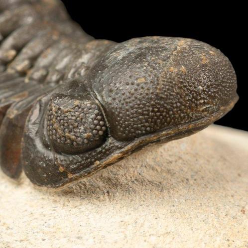 Trilobieten: Getuigen van de oertijd Trilobiet Gerastos, Verzamelen, Dierenverzamelingen