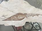 Vis - Gefossiliseerd dier - Guitar fish / with flyfish - 73