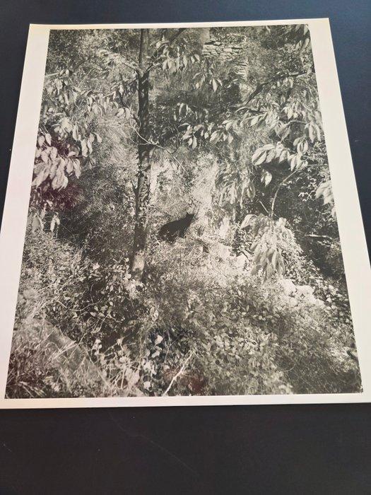 Willy Ronis (1910–2009) - Le Chat, Antiek en Kunst, Kunst | Designobjecten