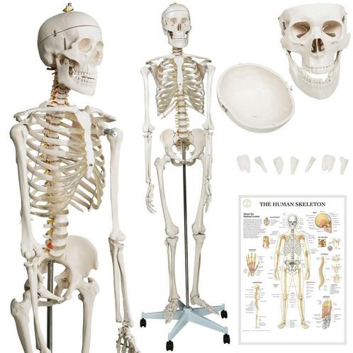 Anatomie skelet/Menselijk Model incl. beschermende afdekking, Huis en Inrichting, Overige Huis en Inrichting, Nieuw, Verzenden