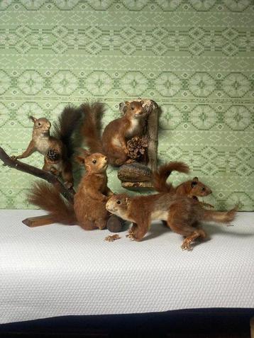 Eekhoorn Taxidermie volledige montage - Sciurus vulgaris - 0 beschikbaar voor biedingen