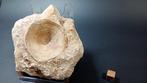 Vis - Fossiel wervelbot - 11 cm - 11 cm (Zonder, Verzamelen, Mineralen en Fossielen