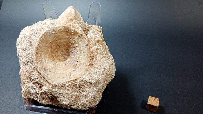 Vis - Fossiel wervelbot - 11 cm - 11 cm (Zonder, Verzamelen, Mineralen en Fossielen