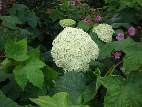 Hortensia Annabelle in pot, Tuin en Terras, Planten | Struiken en Hagen, Hortensia, Struik, Minder dan 100 cm, Ophalen of Verzenden