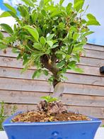 malus halliana bonsai in prachtige schaal - Hoogte (boom):