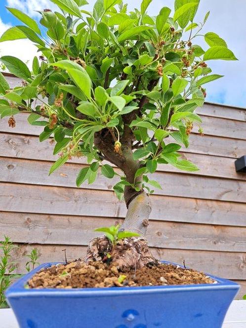 malus halliana bonsai in prachtige schaal - Hoogte (boom):, Antiek en Kunst, Curiosa en Brocante