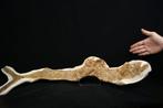 Enorme vis van ruim 85cm compleet - Fossiel skelet - 85 cm
