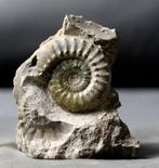 Fijne calciet ammoniet - Ongebruikelijke groenachtige kleur, Verzamelen, Mineralen en Fossielen