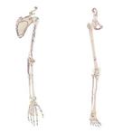 Anatomie model armskelet en beenskelet met spieren, Nieuw, Verzenden