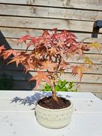 Japanese maple bonsai (Acer palmatum) - Hoogte (boom): 25 cm